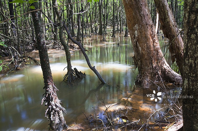 红树林图片素材