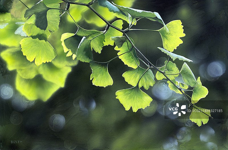 银杏树图片素材