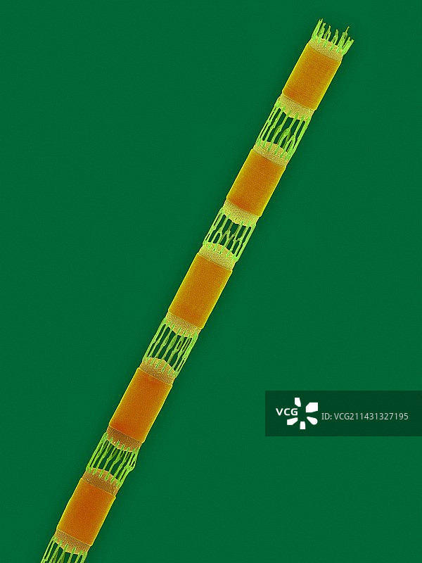 Skeletonema costatum图片素材