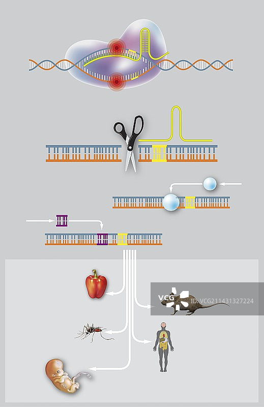 CRISPR-Cas9基因编辑示意图图片素材