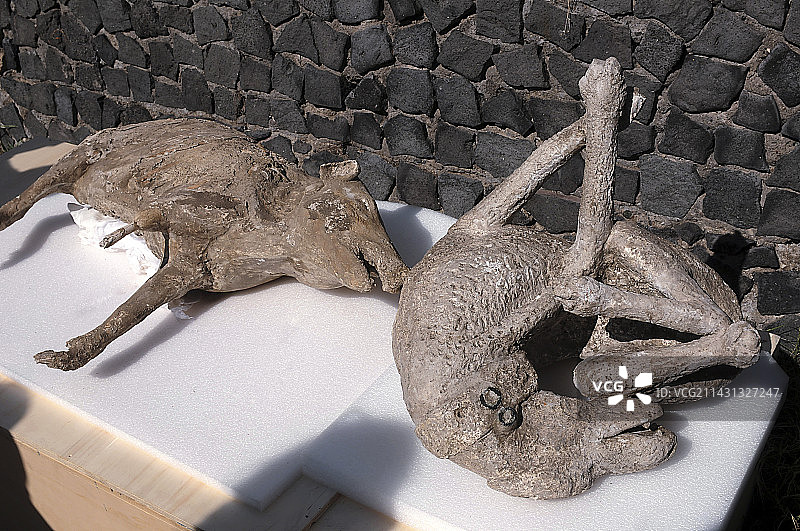 庞贝城的野猪和狗的身体模型图片素材