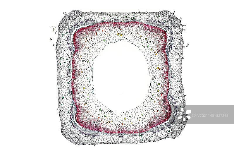 薄荷茎的显微照片图片素材