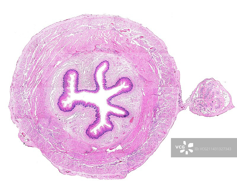 食道光显微照片图片素材