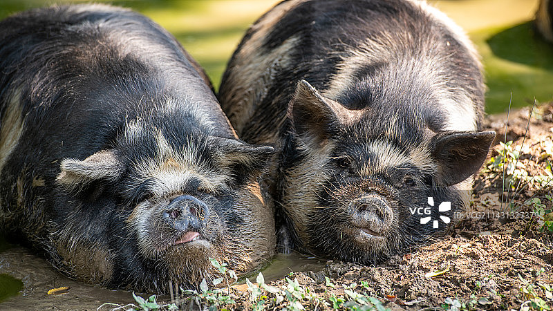 泥坑里的库内库内猪图片素材