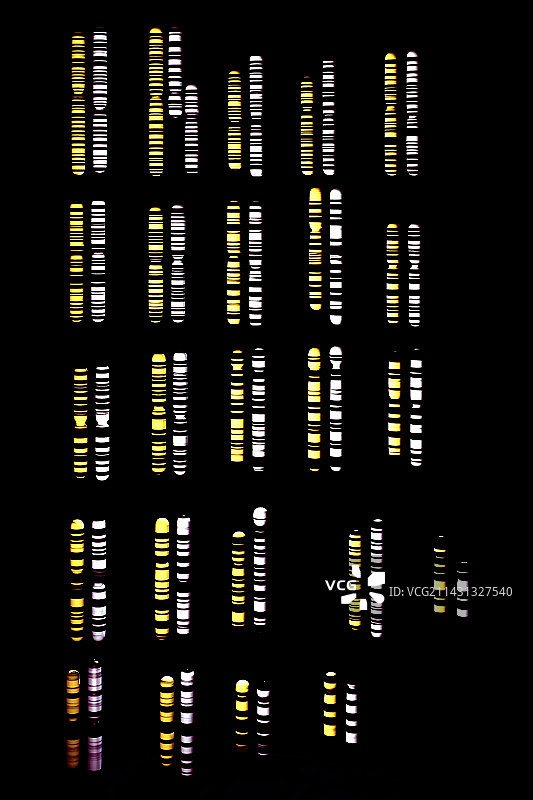 人类与黑猩猩的核型图片素材