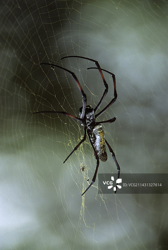 金丝圆蛛图片素材