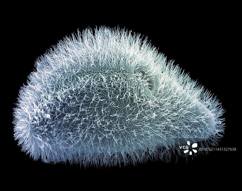 草履虫原生动物扫描电镜照片图片素材