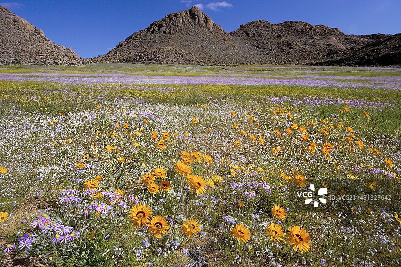 南非野花图片素材