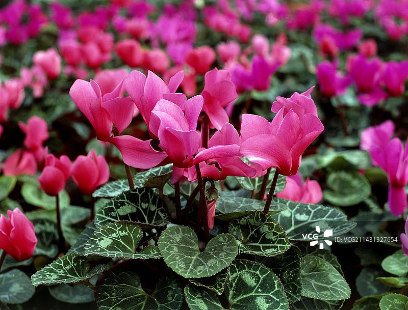 仙客来图片素材