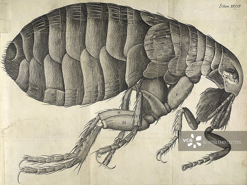 17世纪的跳蚤解剖显微图图片素材