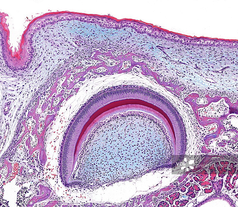 牙齿显微照片图片素材