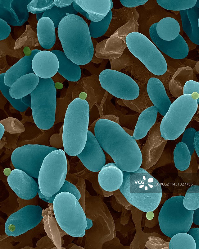 谷红酵母菌扫描电镜图图片素材
