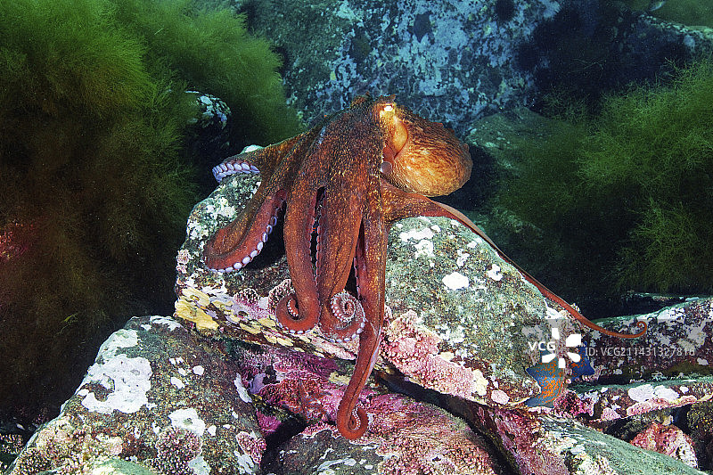 巨型太平洋章鱼图片素材