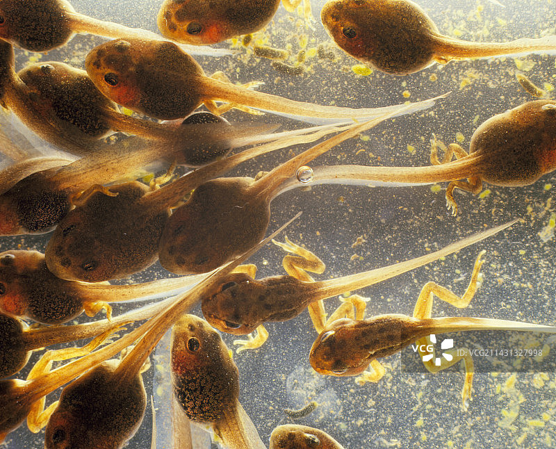 蝌蚪群变态成青蛙图片素材