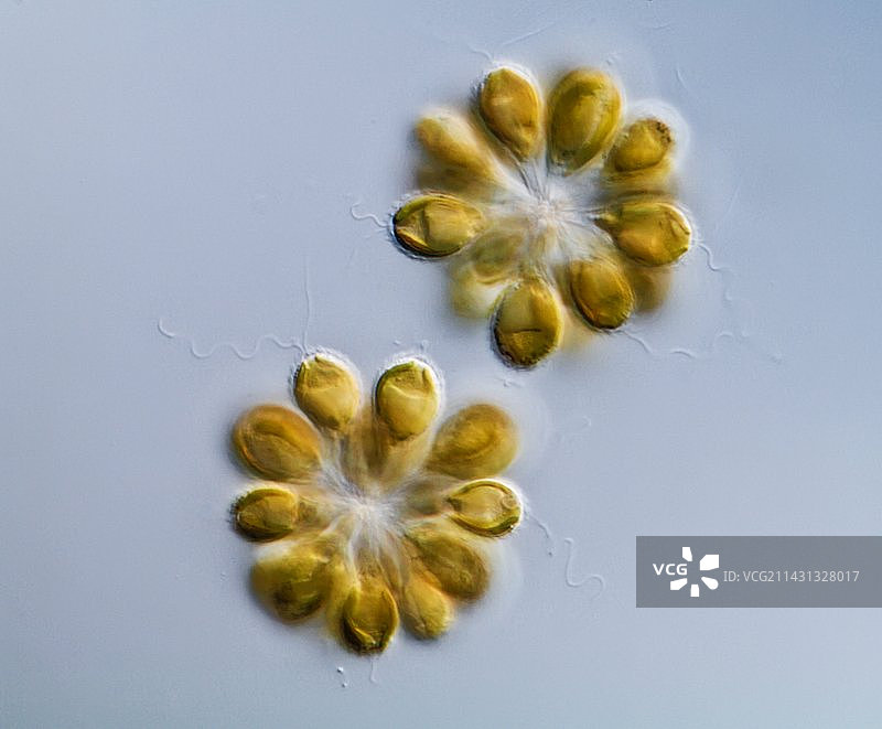 金色球藻图片素材