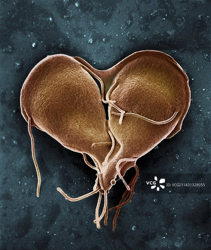 梨形鞭毛虫图片素材