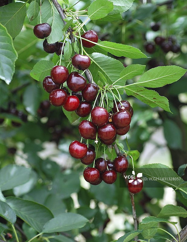 酸樱桃（阿沙特）图片素材