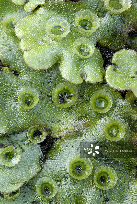 地钱苔藓图片素材