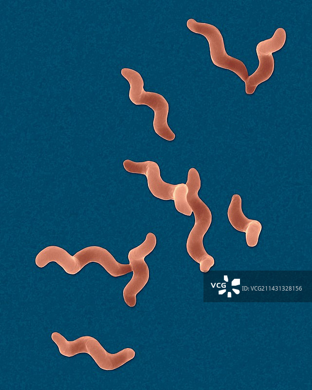 空肠弯曲菌图片素材