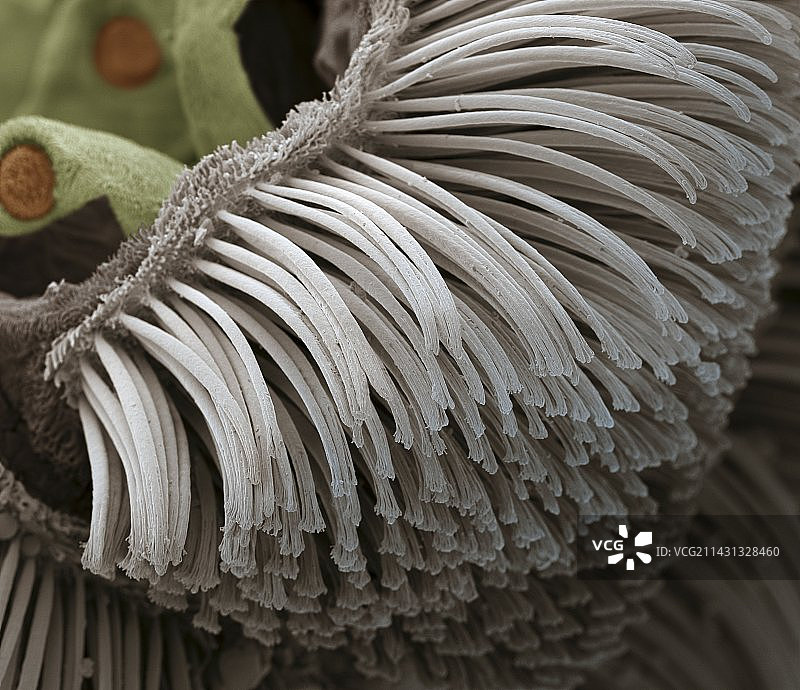 壁虎足毛扫描电镜图图片素材