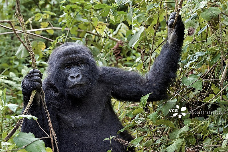山地大猩猩图片素材