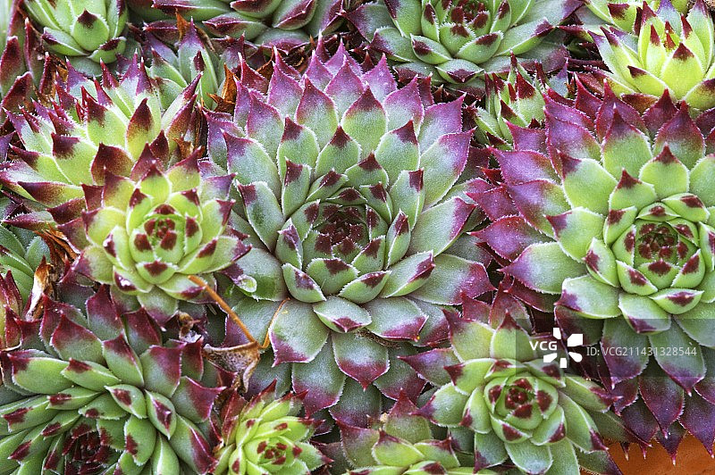 石灰长生花图片素材