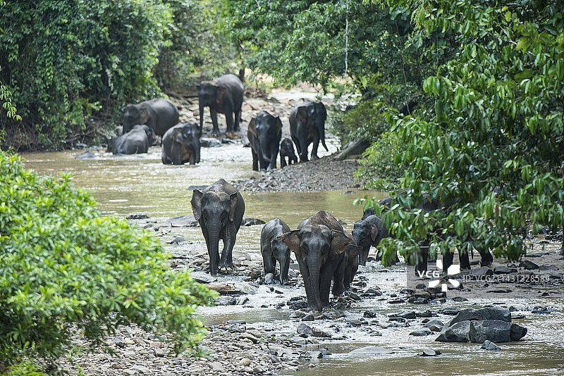 婆罗洲侏儒象图片素材