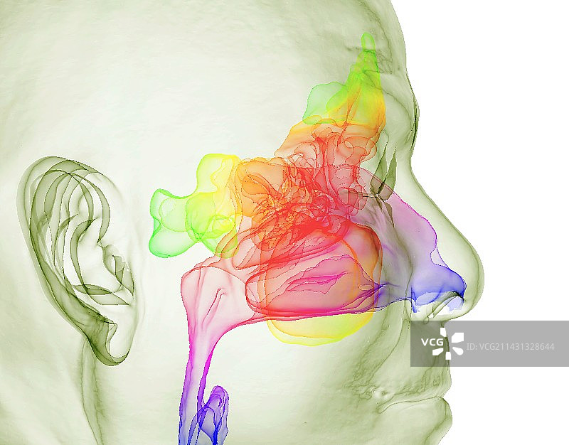 咽喉和鼻窦3D CT扫描图片素材
