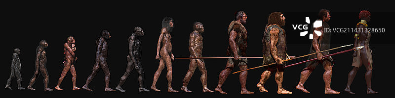 人类进化阶段插图图片素材