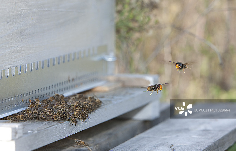 亚洲胡蜂捕食蜜蜂图片素材