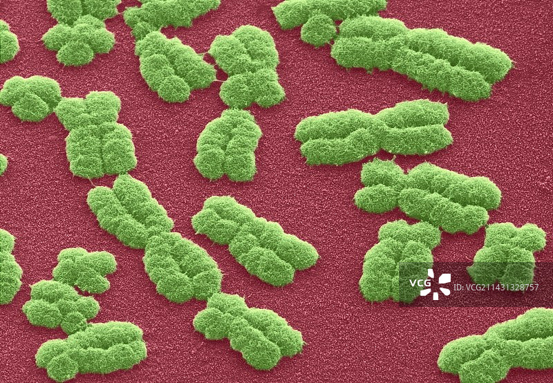 人类染色体，扫描电镜图图片素材