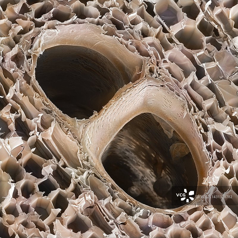 轻木结构，SEM图片素材