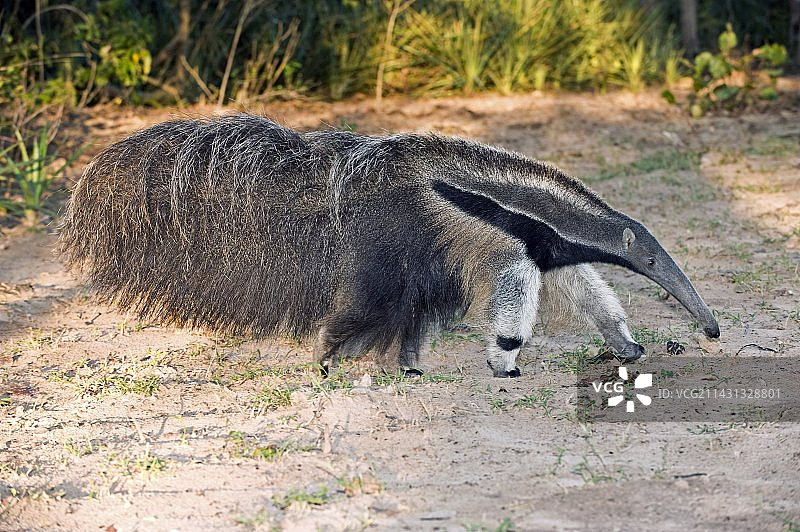 大食蚁兽图片素材