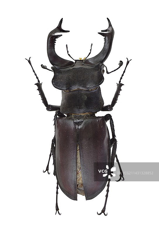 鹿角虫图片素材