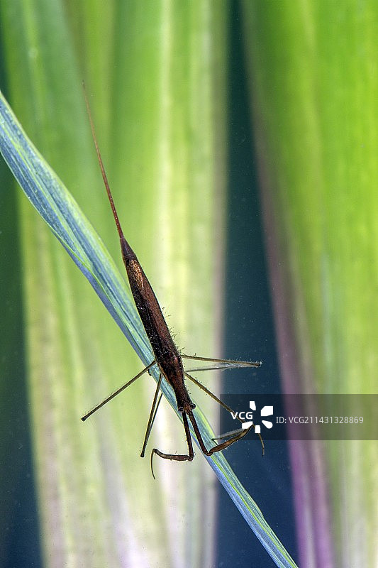 水中的竹节虫图片素材