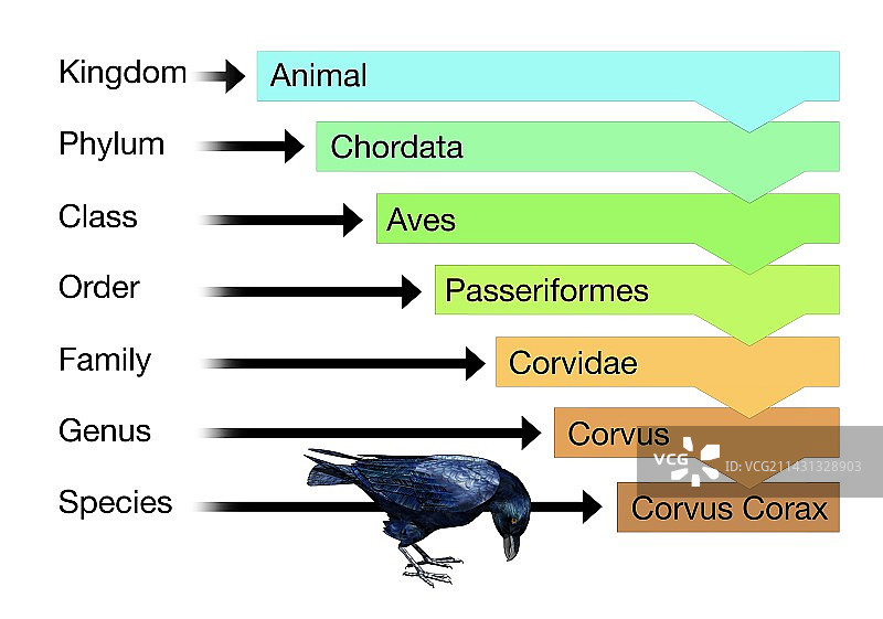 生物分类图图片素材