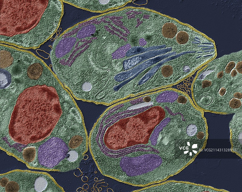 弓形虫原虫透射电子显微镜图片素材