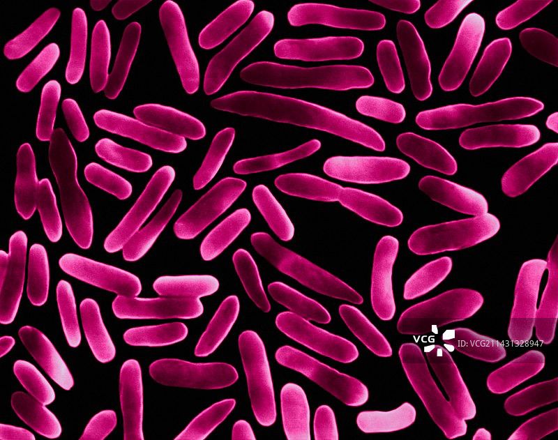 大肠杆菌，细菌，扫描电镜图片素材