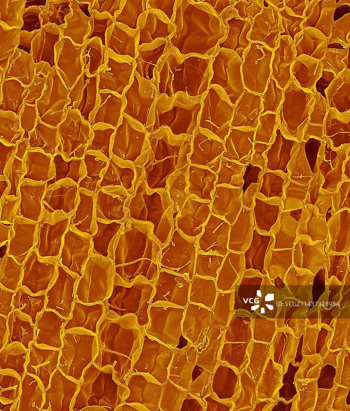 葡萄酒软木塞截面，SEM图片素材