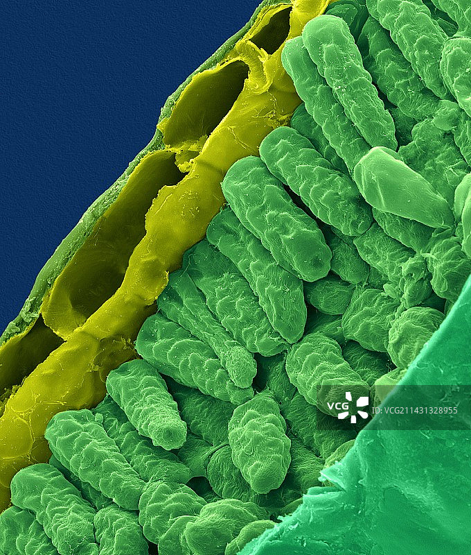 栀子花叶横截面（栀子花属），扫描电镜图图片素材