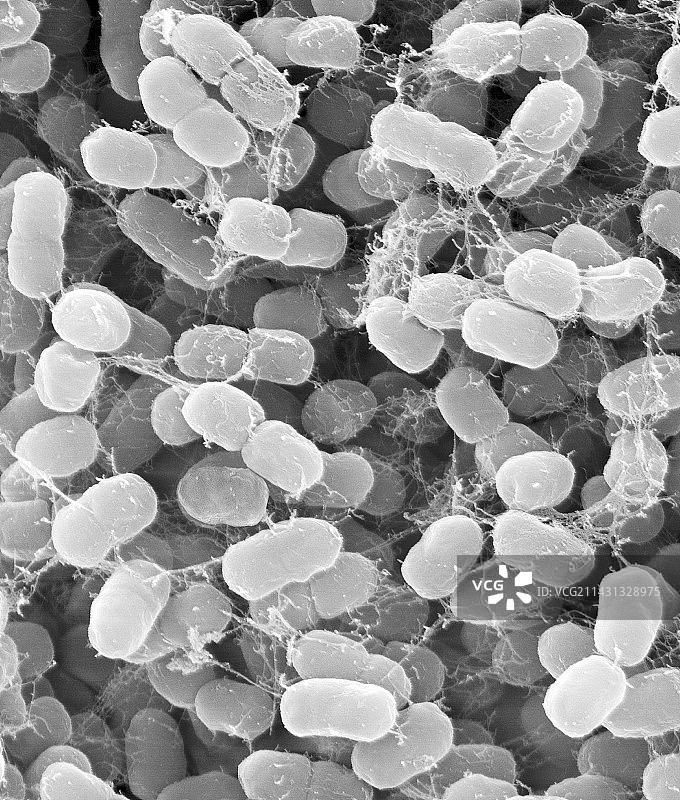 嗜甲烷甲基菌（扫描电镜图）图片素材