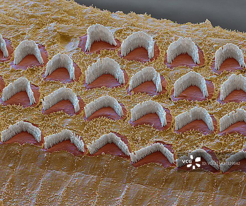 内耳毛细胞，扫描电镜图片素材