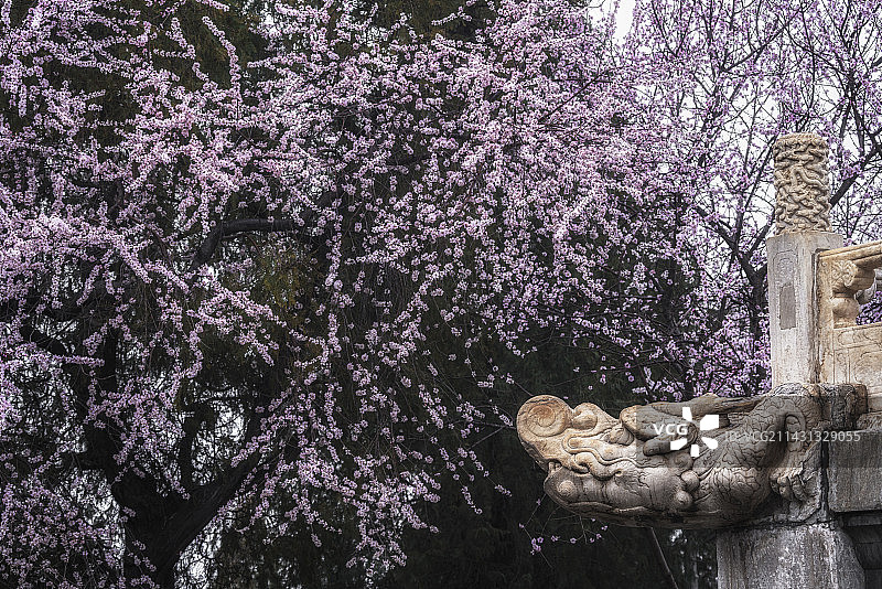 北京 北海公园 白塔下桃花图片素材