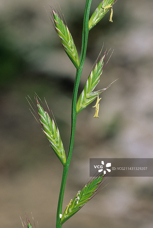 意大利黑麦草图片素材