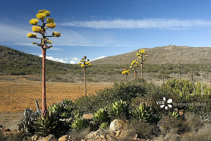 肖氏龙舌兰图片素材