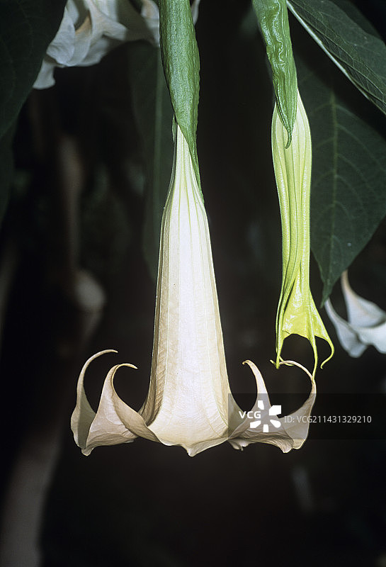 天使的喇叭花（Brugmansia aurea）图片素材