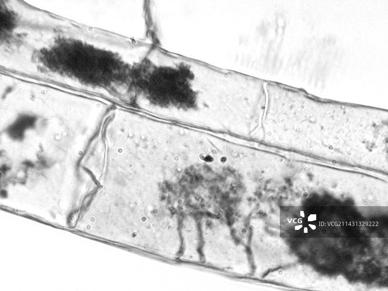 菌根根细胞图片素材