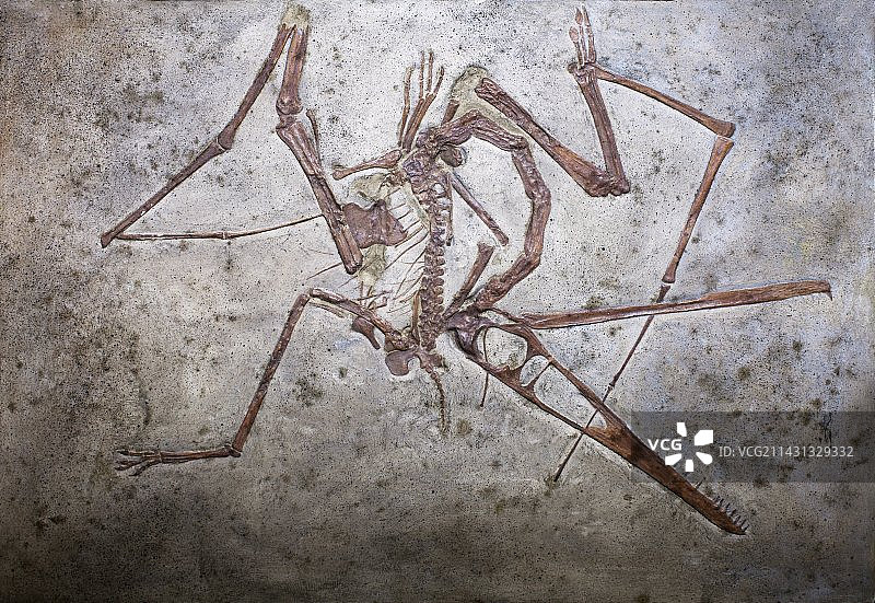 翼龙化石图片素材