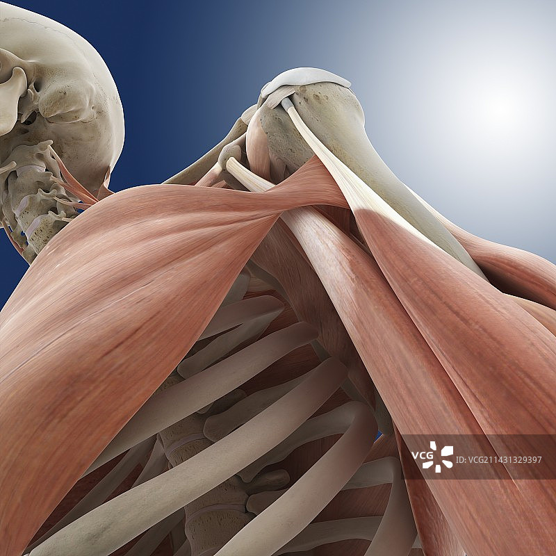 肩部解剖结构图片素材