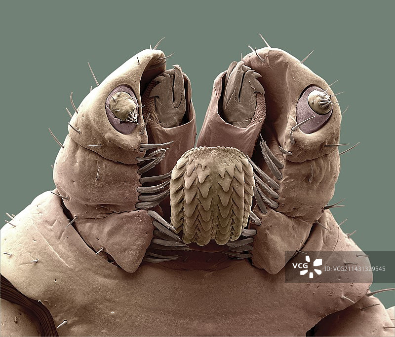 棕色犬蜱口器扫描电镜图图片素材